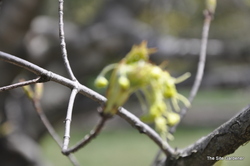 Acer saccharum 'Legacy' — photo 2